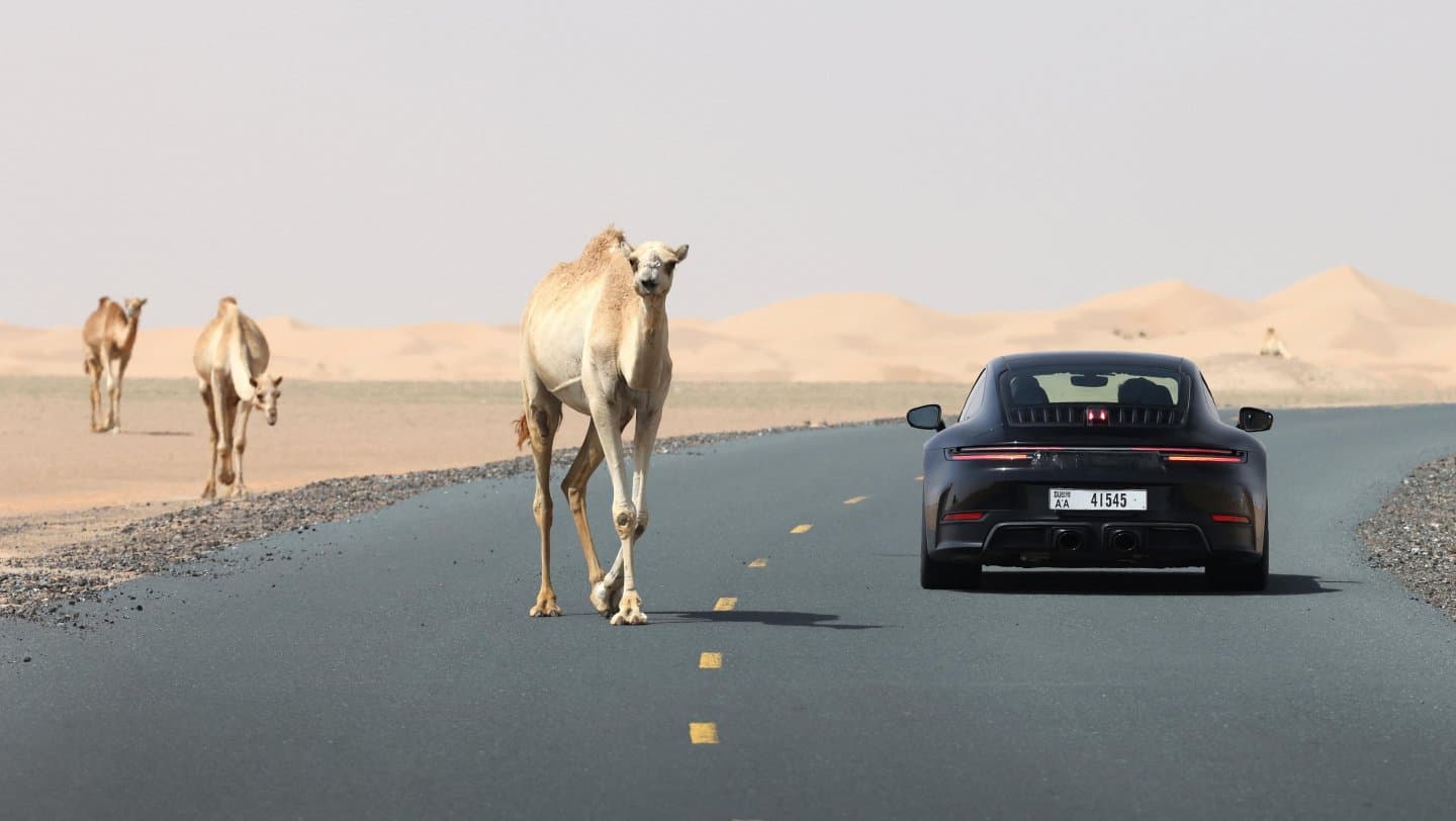 2025 Porsche 911 driving on desert road with camels.